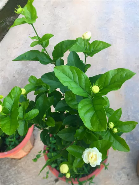 紫茉莉科植物有哪些品种(5)