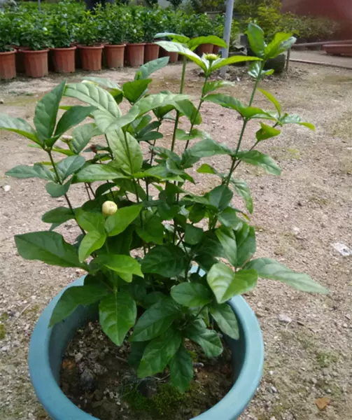 紫茉莉科植物有哪些品种(6)