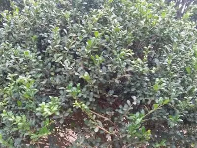 龟甲冬青球是常绿还是落叶乔木(3)