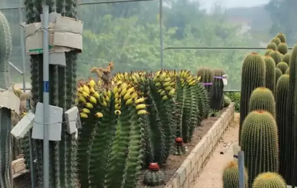 金琥仙人球什么时候开花(2)