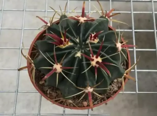 金琥仙人球什么时候开花(5)