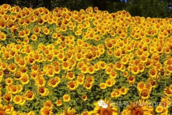 沈阳长白岛向日葵花海在哪里.