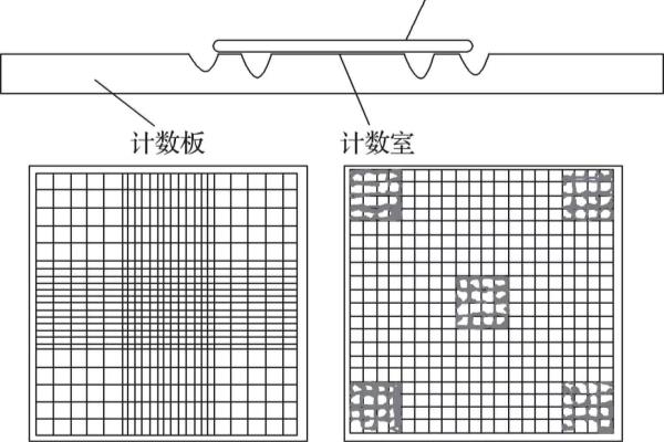 黑光灯诱捕法如何估算某昆虫的种群密度?.