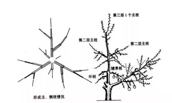 柿子树怎么修剪,柿子树的修剪方法(2)