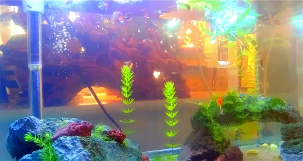 鱼缸自制循环流水制作方法(1)