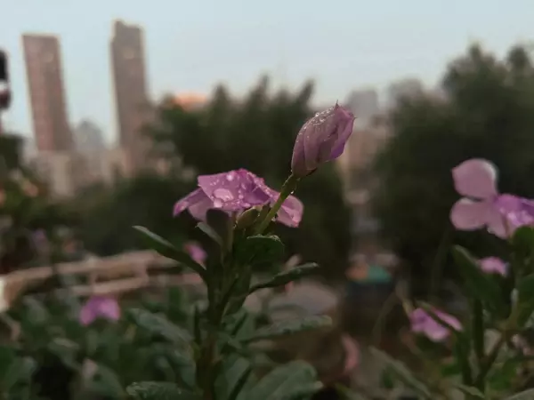 帅康煤气灶qas108d电池怎么装(1)