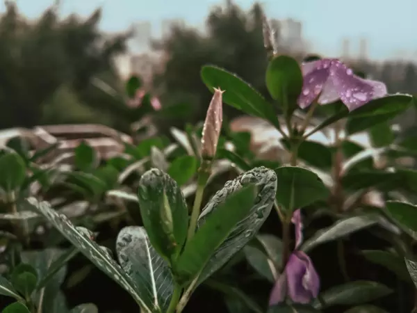帅康煤气灶qas108d电池怎么装(2)