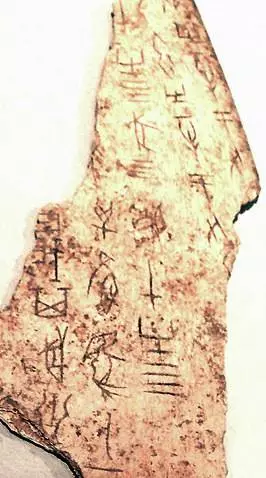龙骨是什么动物的骨头(10)