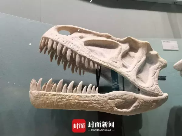 龙骨是什么动物的骨头(6)