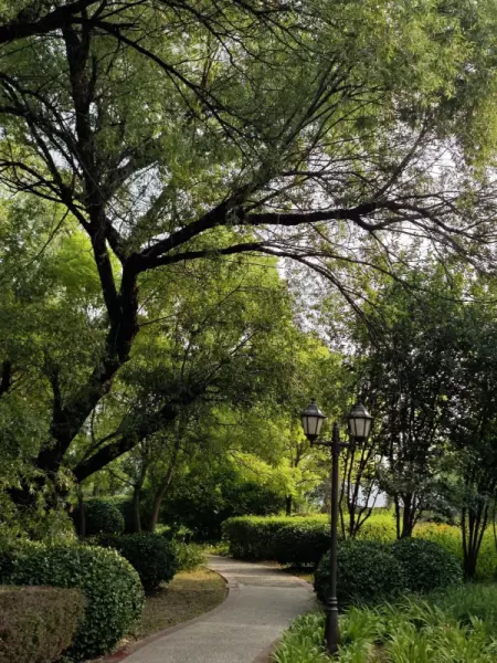 浅山香邑为什么便宜(2)