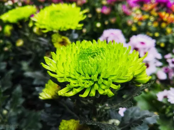 酒瓶兰的寓意和象征是什么(14)