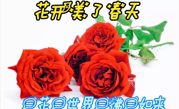 酒瓶兰的寓意和象征是什么(1)