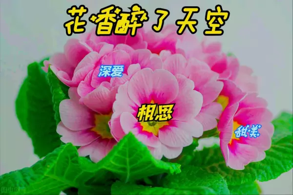 酒瓶兰的寓意和象征是什么(2)