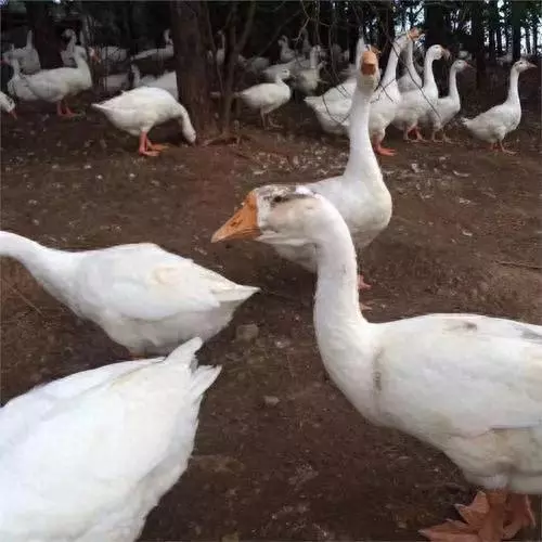金农网吉林养什么品种鹅最好(1)
