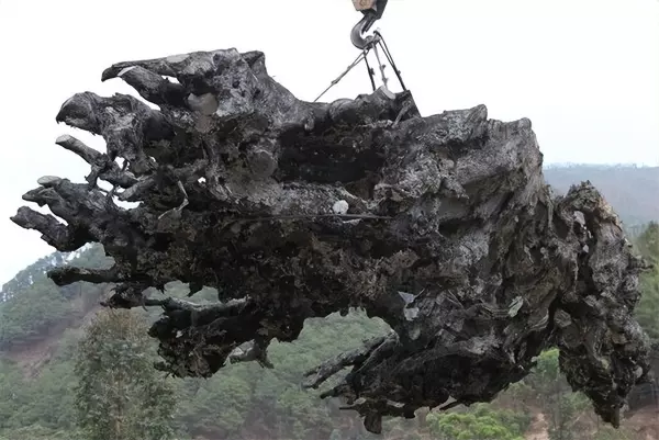 什么叫乌木怎么形成的(2)