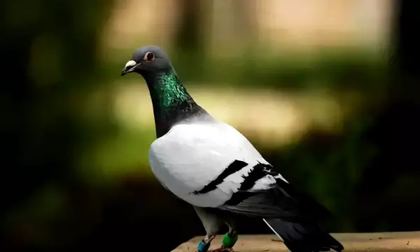 鸽子为什么能找到自己回家的方向(12)