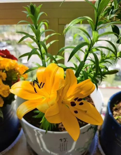 育苗盆里的小苗怎么移植到花盆里(1)