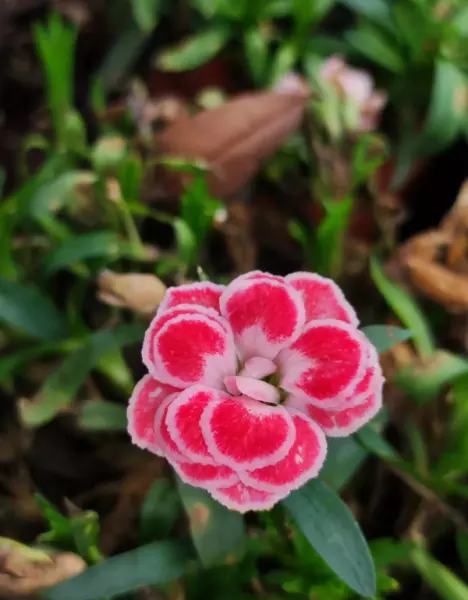 育苗盆里的小苗怎么移植到花盆里(2)