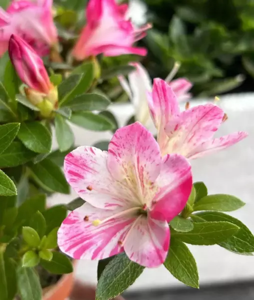 育苗盆里的小苗怎么移植到花盆里(3)