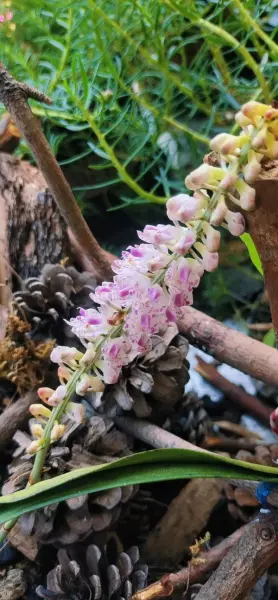 育苗盆里的小苗怎么移植到花盆里(4)