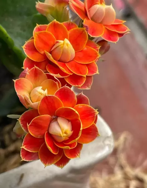 育苗盆里的小苗怎么移植到花盆里(5)
