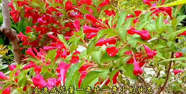 锦带花什么时候修剪最好(1)