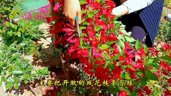 锦带花什么时候修剪最好(2)