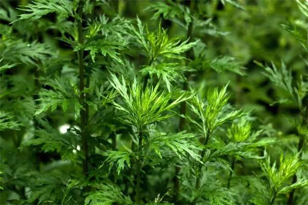 过端午节要准备哪些东西(4)