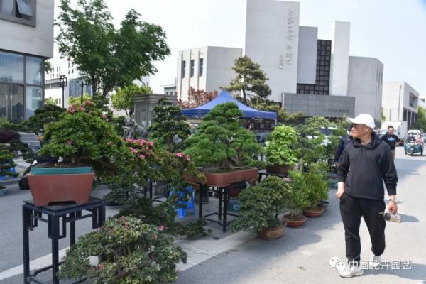 如皋盆景展2023什么时候举行.