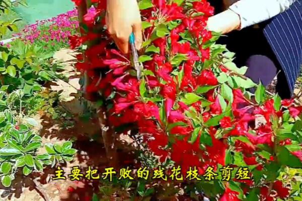 锦带花什么时候修剪最好.