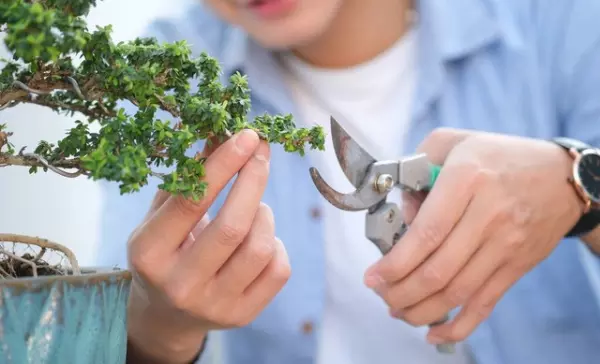 果树盆景抑制生长的修剪方法(3)