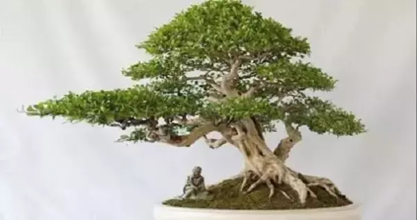 果树盆景抑制生长的修剪方法(6)