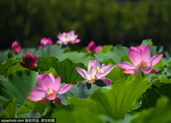北京2021年桑拿天时间(1)
