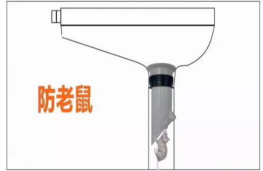 下水道老鼠爬上来要怎么办(2)