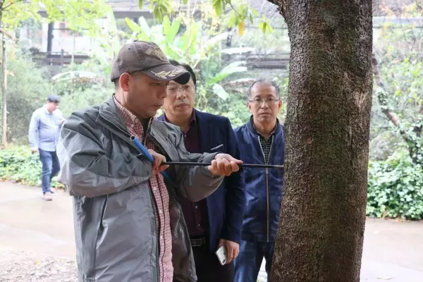 紫楠是常绿还是落叶(10)