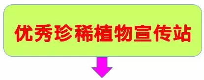 紫楠是常绿还是落叶(11)