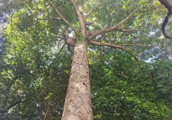 紫楠是常绿还是落叶(4)