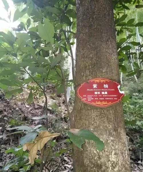 紫楠是常绿还是落叶(8)