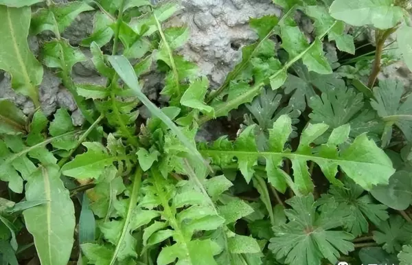 小小虫盖地草治什么病(11)