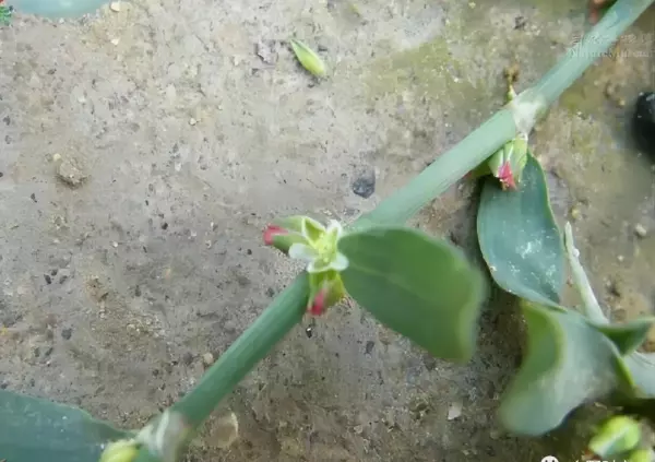 小小虫盖地草治什么病(5)