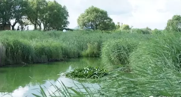 小小虫盖地草治什么病(7)