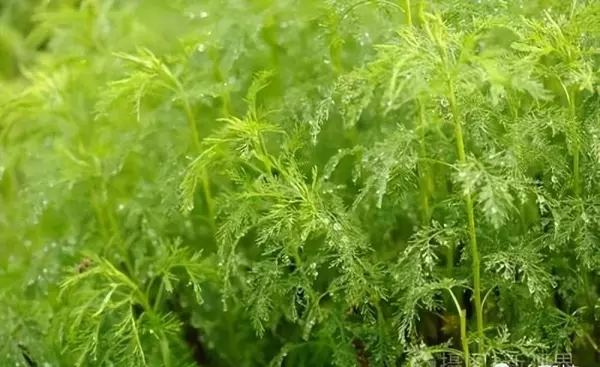 小小虫盖地草治什么病(9)