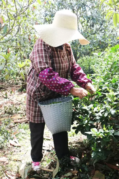 龙顶茶属于什么档次(8)