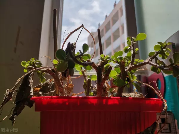 入户玄关放什么植物好正对入户门(5)