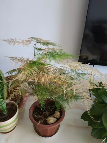 入户玄关放什么植物好正对入户门(6)