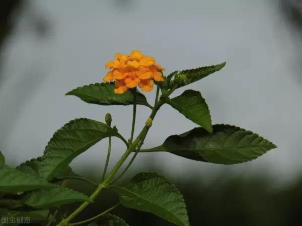 入户玄关放什么植物好正对入户门(7)