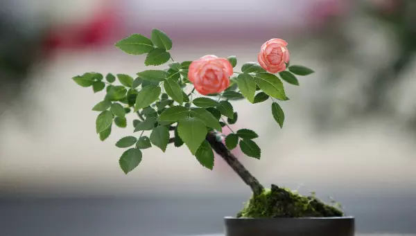 入户玄关放什么植物好正对入户门(9)