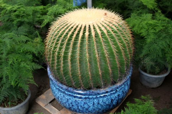 入户玄关放什么植物好正对入户门.