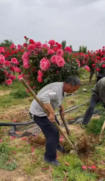 爬墙月季几月份移栽成活率高(3)