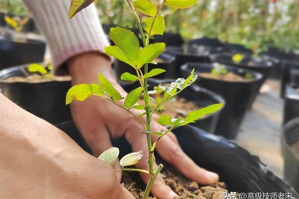 爬墙月季几月份移栽成活率高.